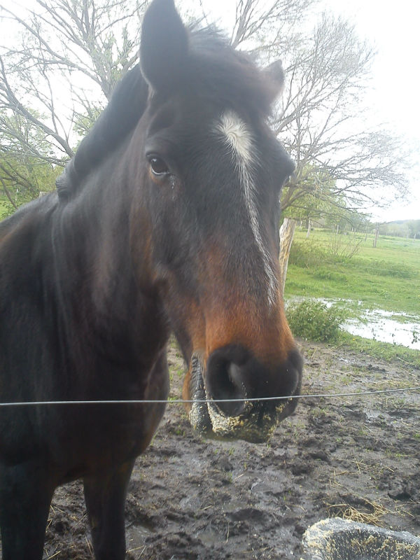 Horse Pro-Services